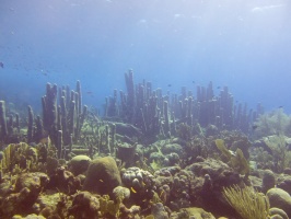 Pillar Coral IMG 7164